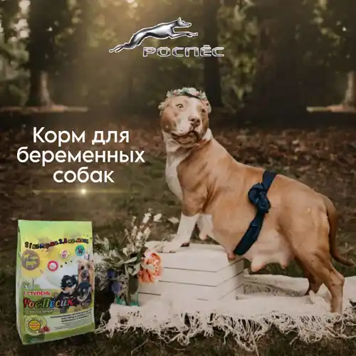 Корм для беременных собак